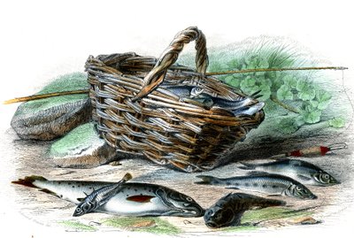A pisztráng (Salmo Trutta), a Chabot-csont (Collus Chabraea), a spenót (Gasterosteus aculeatus), a tokhal (Gobio Gobio), a tokhal (Alburnus Alburnus) - Bernard Germain de Lacepede (1856-1925) természetrajzi táblája , P.Furme kiadás, Párizs alkotó: French School