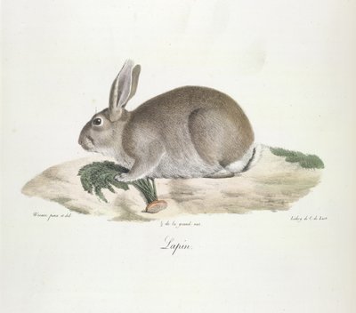 Nyúl, nyúl, az emlősök természetrajzából (színes litho) alkotó: French School