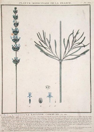 Levendula tüske, lemez a "Plante Medicinale de la France"-ból (színes metszet) alkotó: French School