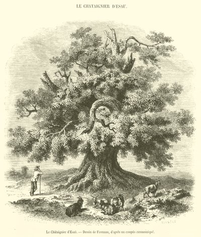 Ézsau gesztenyefája (metszet) alkotó: French School