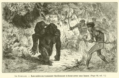 A gorilla (metszet) alkotó: French School