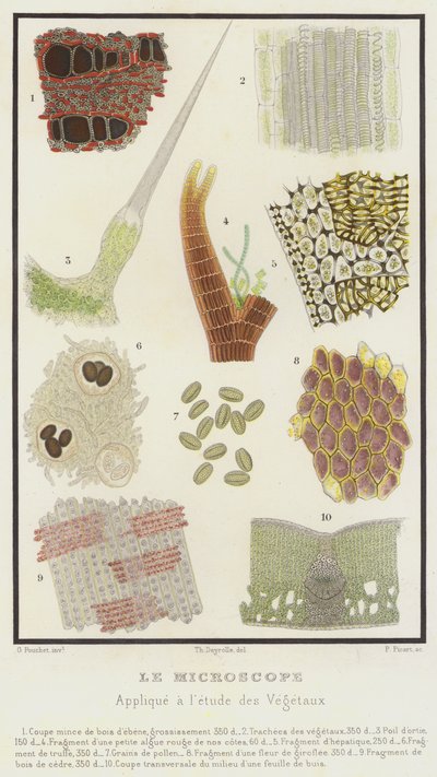 A mikroszkóp, a növények tanulmányozására (színes litho) alkotó: French School