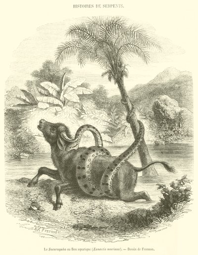 Sucuruyuba vagy víziboa, Eunectis murinus (metszet) alkotó: French School