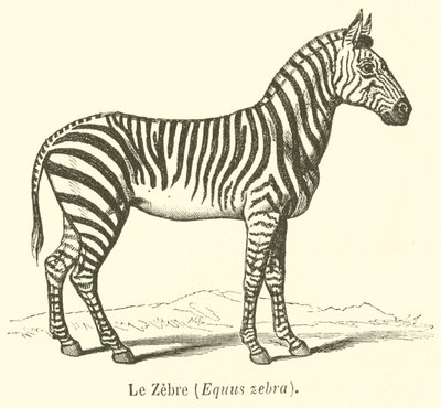 A zebra, Equus zebra (metszet) alkotó: French School