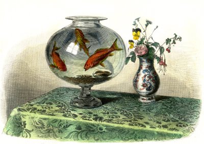 Az aranyciprus (Cyprinus Auratus) – Bernard Germain de Lacepede (1856-1925) által a Histoire Naturelle-ből kivont lemez, P.Furme kiadás, Párizs alkotó: French School