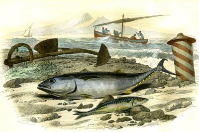 Le thon (Scomber Thynnus), le mackereau (Scomber Scobrus) – Bernard Germain de Lacepede (1856-1925) által a Histoire Naturelle-ből kivont lemez, P.Furme kiadás, Párizs alkotó: French School