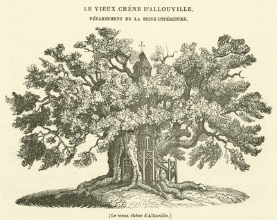 Allouville öreg tölgye (metszet) alkotó: French School