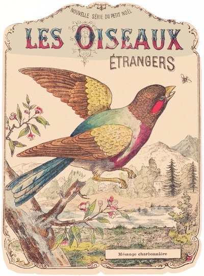 Les Oiseaux Étrangers: lemezborító. Charbonnière mesange., 19. század vége (nyomtatás) alkotó: French School