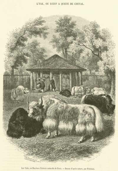 A jakok a Párizsi Természettudományi Múzeumban (metszet) alkotó: French School