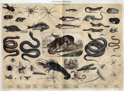 Káros állatok. 1860-as metszet a „” les Recreations instructives”-ban Jules DELBRUCK szinoptikus festménye. Magángyűjtemény. alkotó: French School