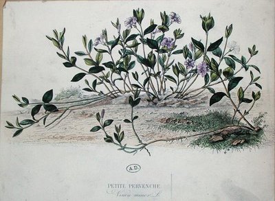 Kis sziklák vagy Vinca-moll (színes metszet) alkotó: French School