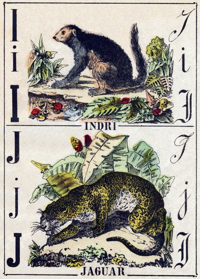 I. levél Indri (Lemurien); J Jaguár. Metszet: „Alphabet des animaux sauvages””. 9. sorozat. Epinal, Pellerin, nyomdász-kiadó képei, 1870 körül. Metszetek fára, stencilezett. 16 oldal. Mérete: 20 x 15 cm. Magángyűjtemény alkotó: French School