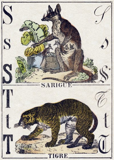 S betű Sarigue (Opossum); T Tigris. Metszet: „Alphabet des animaux sauvages””. 9. sorozat. Epinal, Pellerin, nyomdász-kiadó képei, 1870 körül. Metszetek fára, stencilezett. 16 oldal. Mérete: 20 x 15 cm. Magángyűjtemény alkotó: French School