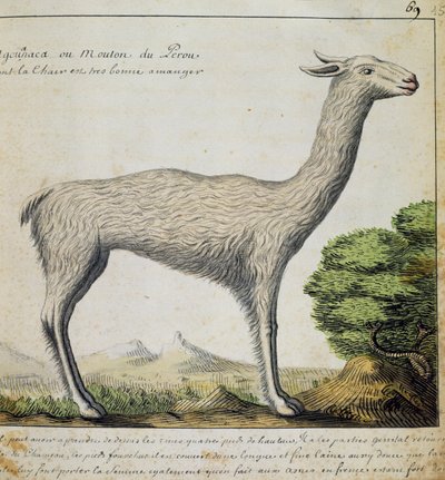 Llama, Peru, akvarell naplóból Jacques Gouin de Beauchesne (1652-1730), a Compagnie royale de la Mer du Sud kapitánya, 1698-1701, Franciaország alkotó: French School