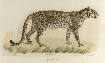 Leopárd, hím. Egy hím leopárd az emlősök természettörténetéből (színes litho) alkotó: French School