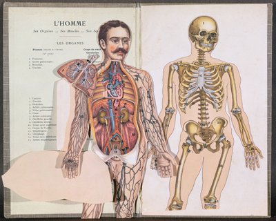 Az ember, szervei, izmai és csontváza az Anatomie Elementaire-ből, Dr. Lelievre alkotó: French School