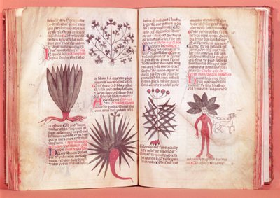 Mandragóra, Dioscorides szerződéséből (Kr. u. 40-c.90) alkotó: French School