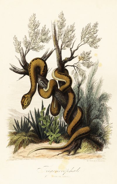 Martinique gödörvipera, Bothrops lanceolatus alkotó: French School