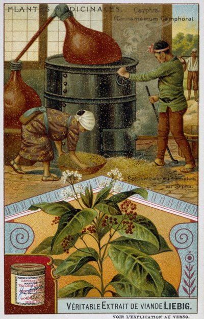 Gyógynövények: kámfor; kámfor készítése Japánban - Chromo Liébig, v.1900 alkotó: French School