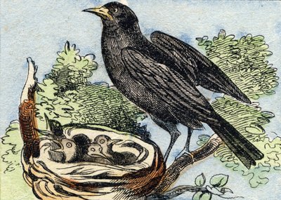 Merle. Metszet "Buffon Alphabet des Oiseaux n 2". 3. Serie N 2. Epinal képalkotása, Epinal, 19. század vége. 16 oldal. Mérete: 28x21 cm alkotó: French School