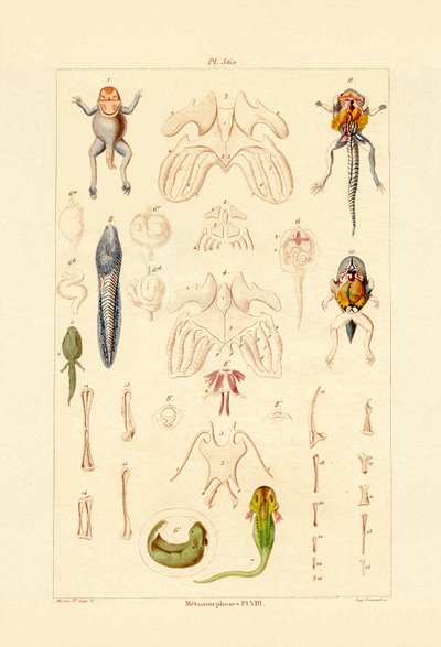 Metamorfózis alkotó: French School