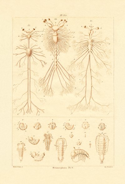 Metamorfózis, 1833-39 alkotó: French School