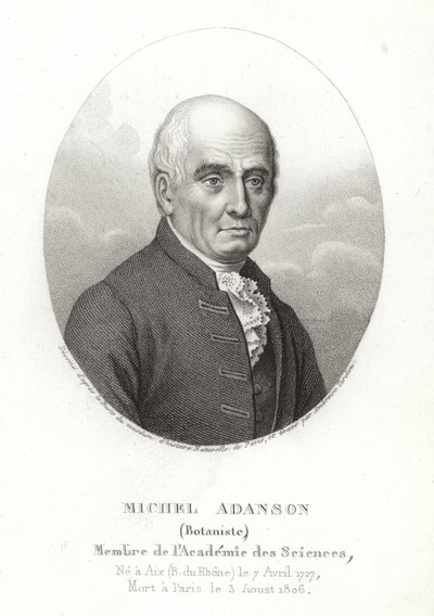 Michel Adanson alkotó: French School