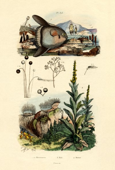Penész, 1833-39 alkotó: French School