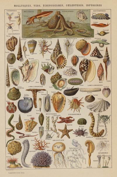 Puhatestűek, férgek, tüskésbőrűek, páncélosok, bélférgek (színes litho) alkotó: French School
