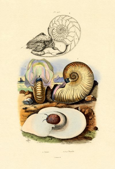 Holdcsiga, 1833-39 alkotó: French School