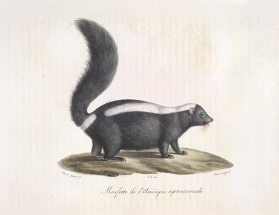 Bűzös borz. Skunk, az emlősök természetrajzából (színes litho) alkotó: French School