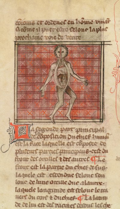 Ms 2030 fol.17 Anatómiai figura, a La Chirurgie de Maitre Henri de Mondeville-től alkotó: French School
