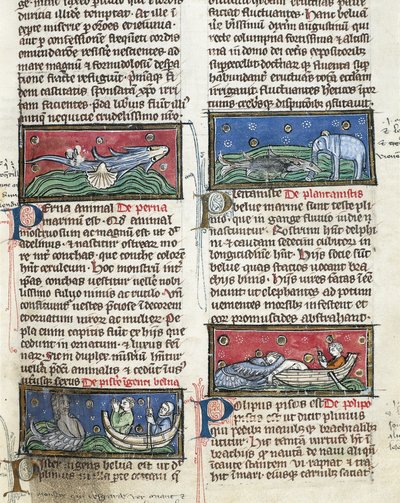 Ms 320 Fol.116 Sea Monsters, Thomas van Cantimpre (1201-72) „The Nature of Things” című művéből (vellumon) alkotó: French School