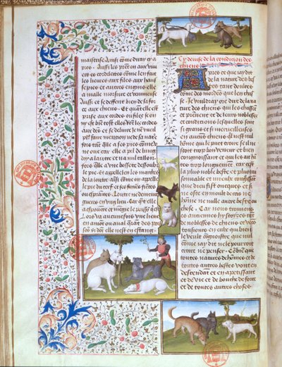 Ms 3717 vadászkutyák, a Livre de la Chasse-ból, Gaston Phebus de Foix (1331-91) (vellum) alkotó: French School