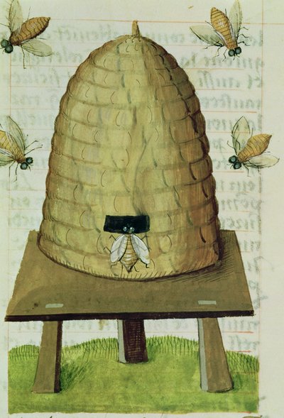 Ms 59 fol.111r Beehive and Bees, Grand Herbier alkotó: French School