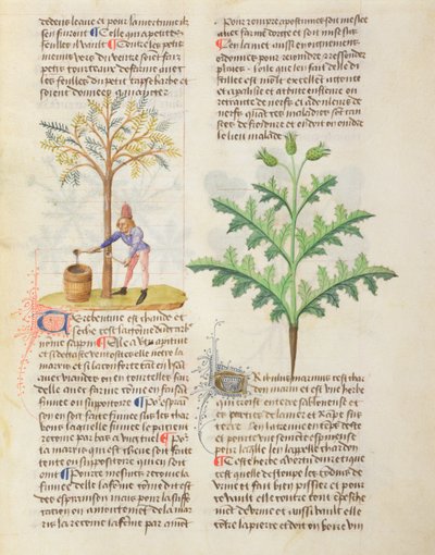 Kisasszony. Különböző gyógynövényekről Dioscorides, fol.165r Tapping Terpentine alkotó: French School