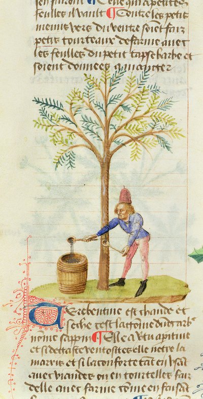 Ms Est 28 M.5.9 fol.165r Terpentin gyűjtése, Grand Herbierből, Pedanius Dioscorides (i.sz. 40-90) alkotó: French School