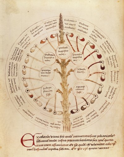 Ms Lat 11229 fol.19r táblázat a vizelet elemzéséhez, Petit Traite dhygiene et Medecine alkotó: French School