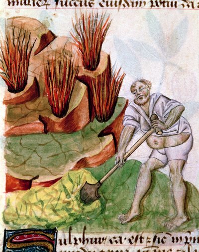 Ms Lat 993 L.9.28 f.123v Ként keresek, a Dioscorides De Herbistől alkotó: French School
