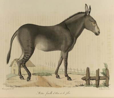 Metis nőstény. Egy hibrid. Egy szamár vagy szamár és egy zebra keresztezése az emlősök természettörténetéből (színes litho) alkotó: French School