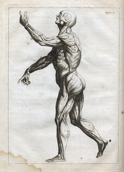 Emberi izmok - "Absztrakt anatómia, a festészet és szobrászat művészetéhez alkalmazkodó" metszet" - 1760 alkotó: French School