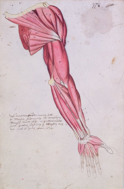 A kar és a váll izomzata, 1634 (toll, tinta és WC papíron) alkotó: French School