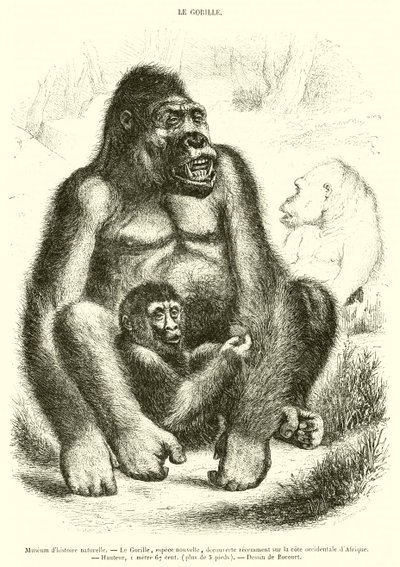 Természettudományi Múzeum, The Gorilla (metszet) alkotó: French School