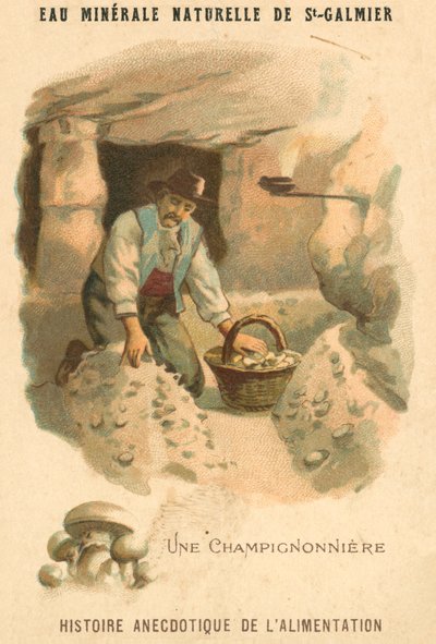 Gombatermesztő (chromolitho) alkotó: French School