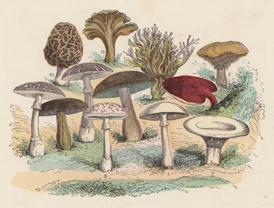 Gomba (színes gravírozás) alkotó: French School