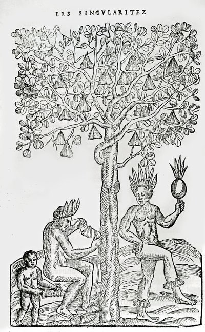 Nana fuit, gyógynövény, illusztráció a Singularities of France Antarktique című művéből, Andre de Thevet, 1558 alkotó: French School