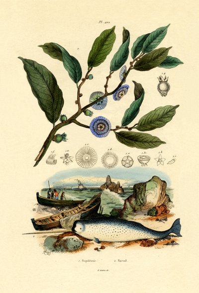 Napóleon kalapja, 1833-39 alkotó: French School
