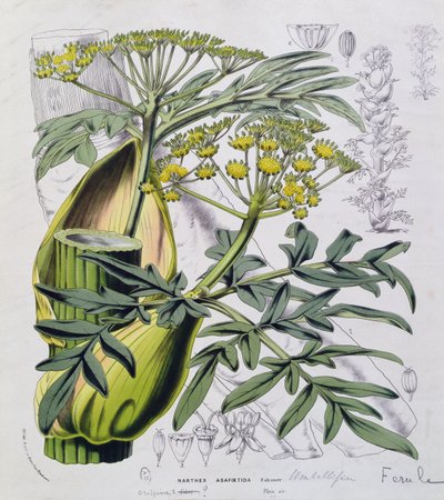 Narthex Asafoetida (színes gravírozás) alkotó: French School