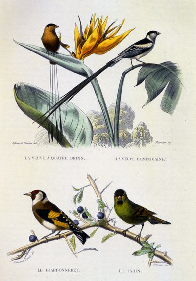 Természettudományi lemez: Madarak: 19. század: La Veuve a four strands, La Veuve dominique, Le chardonneret, Le Tarin - Buffon művei, V. kötet, é.n. 19. század. alkotó: French School