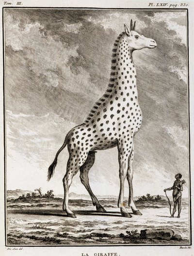 Természettudományi tábla: La Giraffe – Buffon „Természettörténet, általános és különös” c alkotó: French School